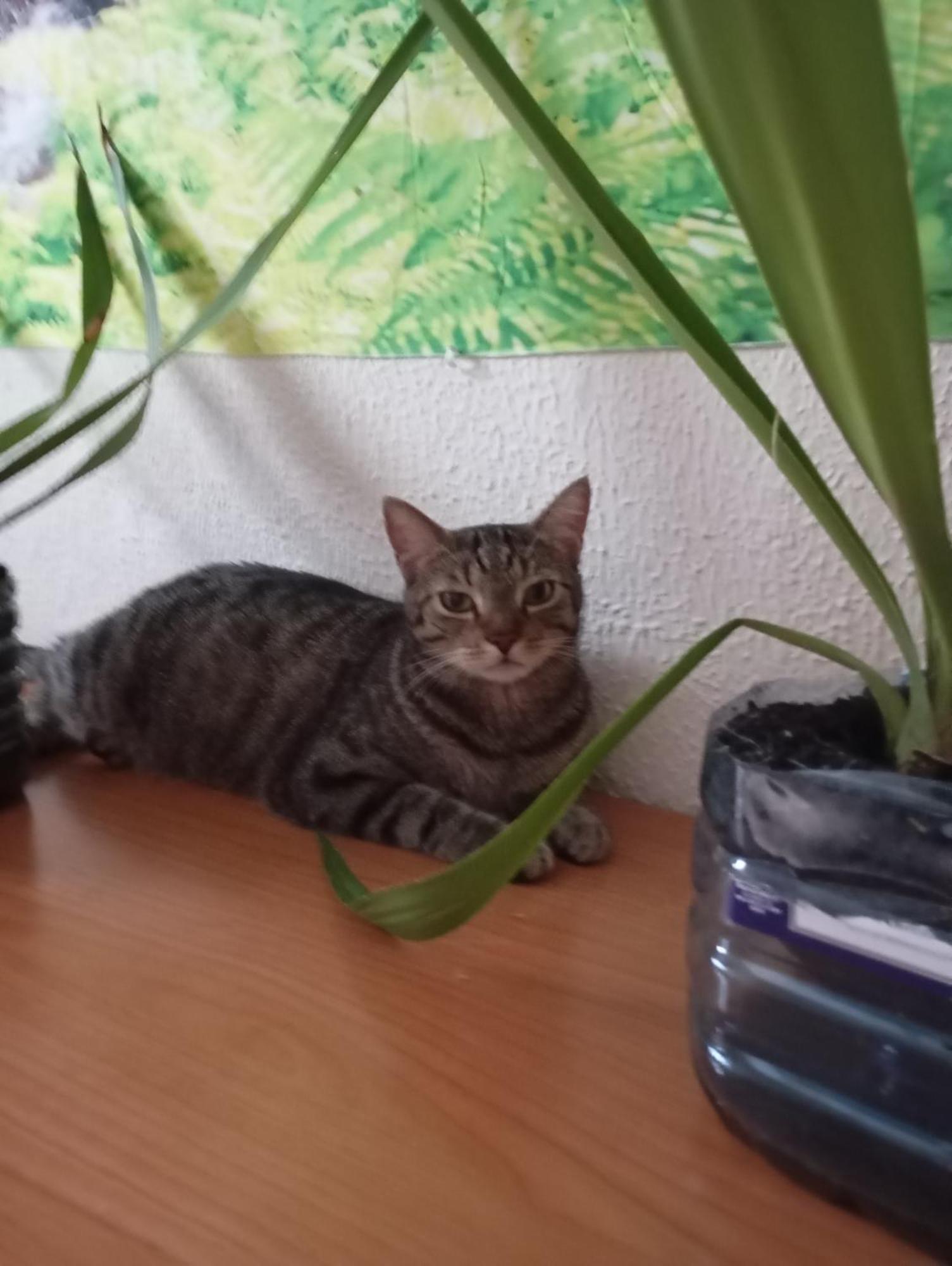 Grosses Modernes Zimmer "Silber" Fuer 2 Personen Und Katzenliebhaber Valencia Exteriör bild